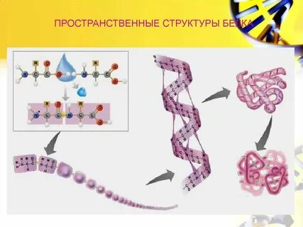 Пространственное строение белка