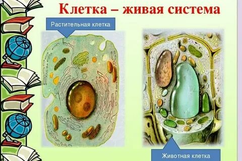 Биология 8 класс клетка и виды клеток