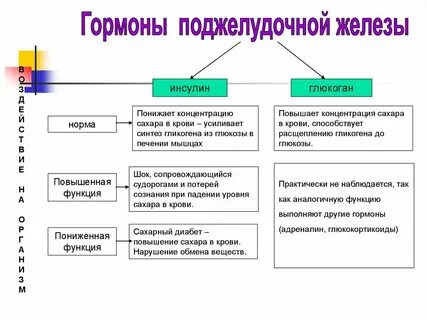 Какую функцию выполняет гормон поджелудочной железы