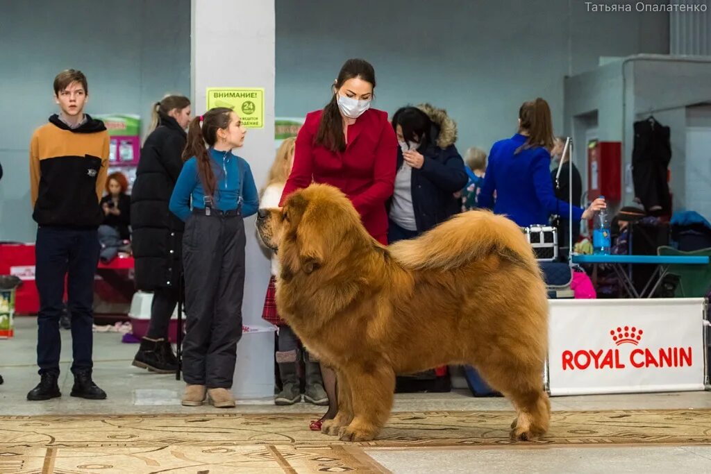 20 апреля выставка собак. Кубок Владивостока выставка собак фото.
