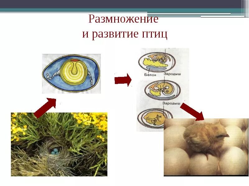 Размножение птиц презентация 7 класс. Класс птицы строение размножение. Размножение оплодотворение развитие птиц. Размножение и развитие птицы таблица биология. Стадии развития птиц.