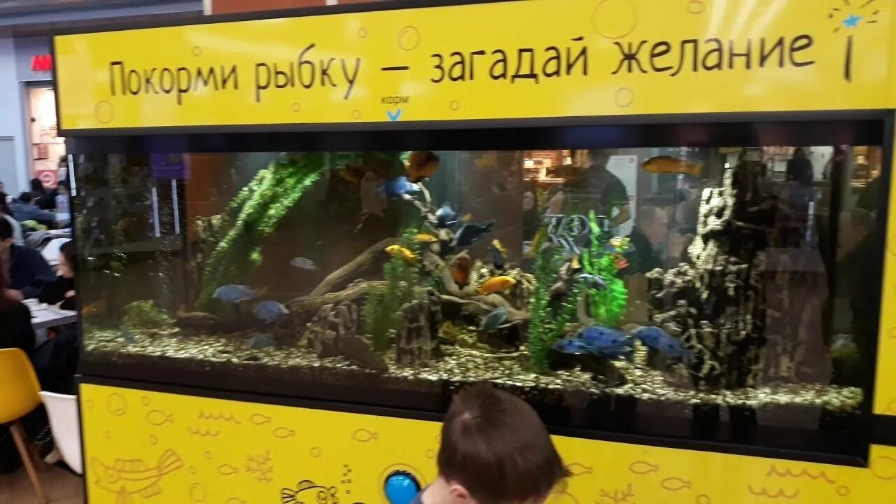 Аквариум покорми рыбок. Аквариум покорми рыбок. Море желаний аквариум подарок. Покорми рыбку загадай желание. Покорми рыбок.