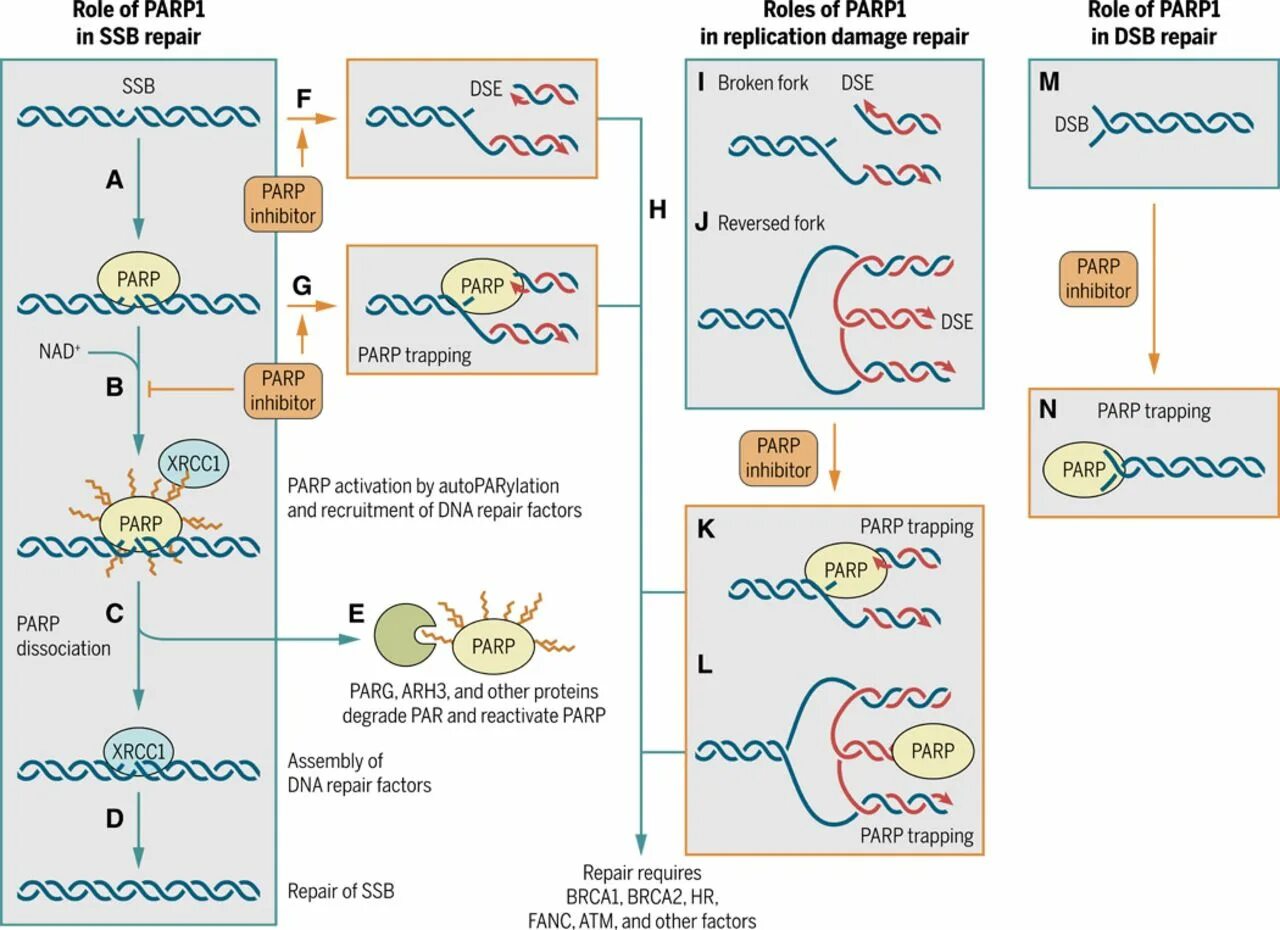 Парп 1. PARP фермент. Parp1 inhibitors. PARP ингибиторы. DNA Repair.