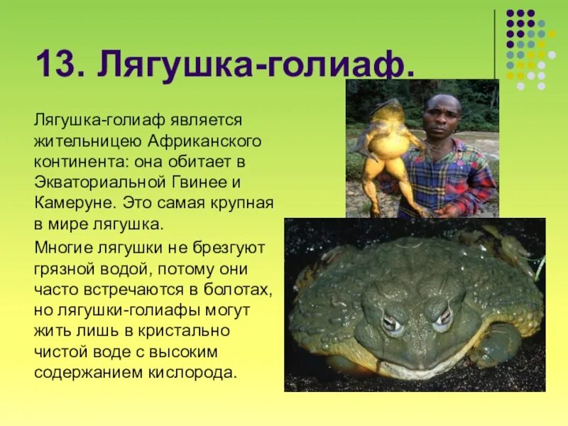 Интересные факты о лягушках. Лягушка голиаф презентация. лягушка голиаф интересные факты. интересные факты о лягушках для детей.