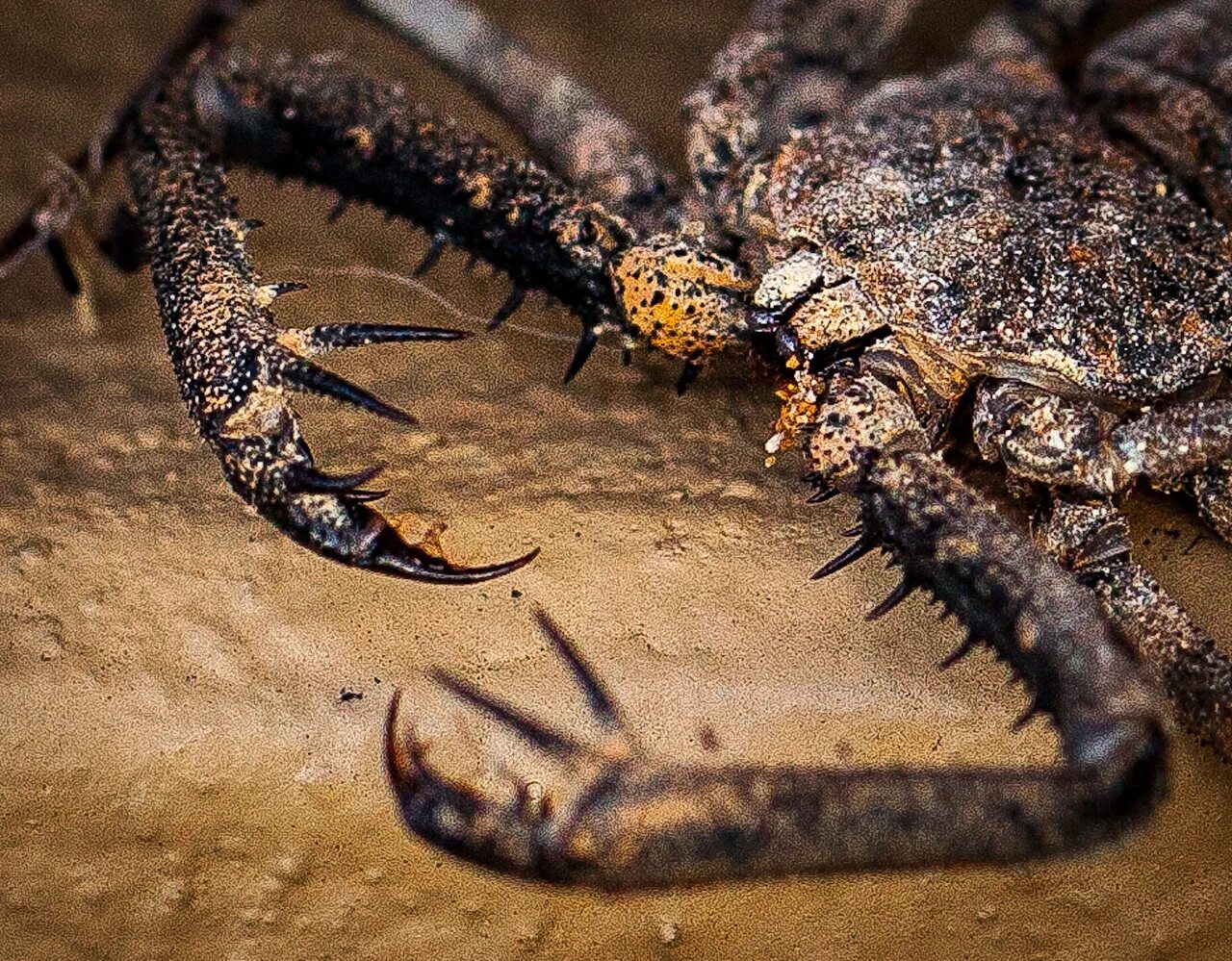 скорпион ест паука. фрины скорпион насекомые. что едят скорпионы. скорпион ест паука. скорпион ест паука.
