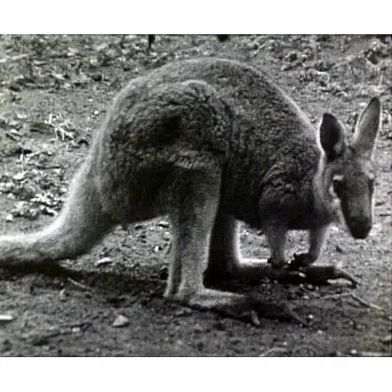 Исполинский кенгуру тип развития. Кенгуру Грея. Кенгуру Грея вымерший вид. Валлаби Грея. Длинноухий кенгуру Грея.