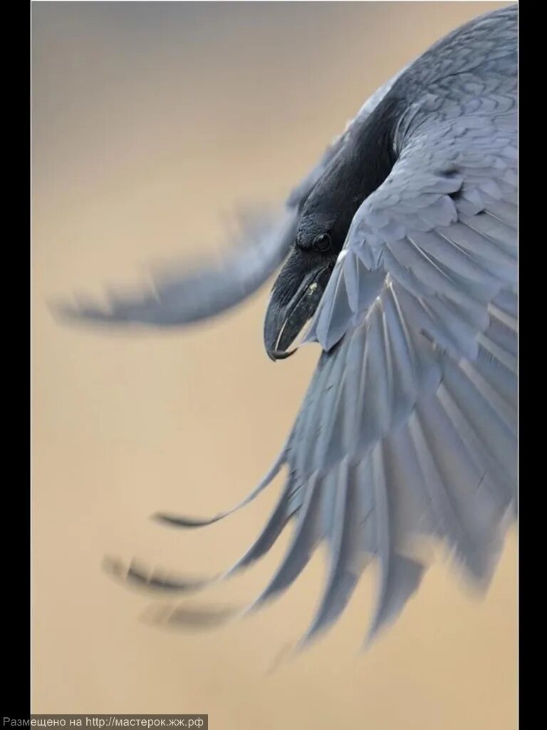 Птица объявится белая ворона. Птицы с красивыми крыльями. Крыло птицы. Красивая птица в полете. Птичье крыло.