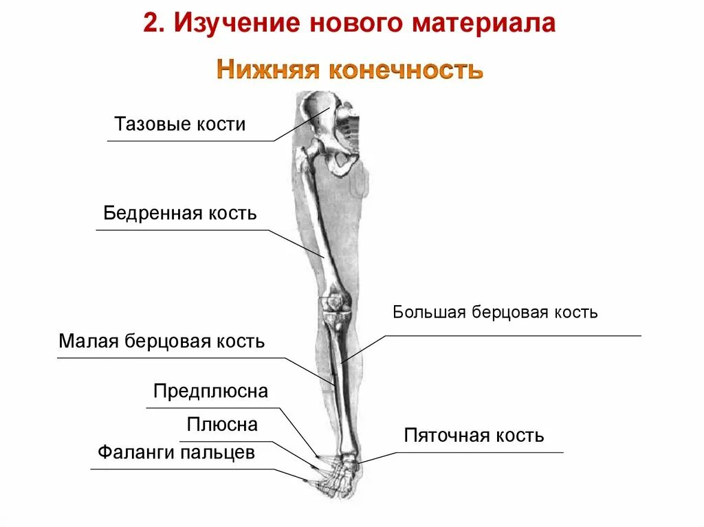 Находится берцовая кость. Большая берцовая и малая берцовая кости анатомия. Большая берцовая и малая берцовая кость анатомия. Строение скелета малая берцовая кость. Большая берцовая кость анатомия.