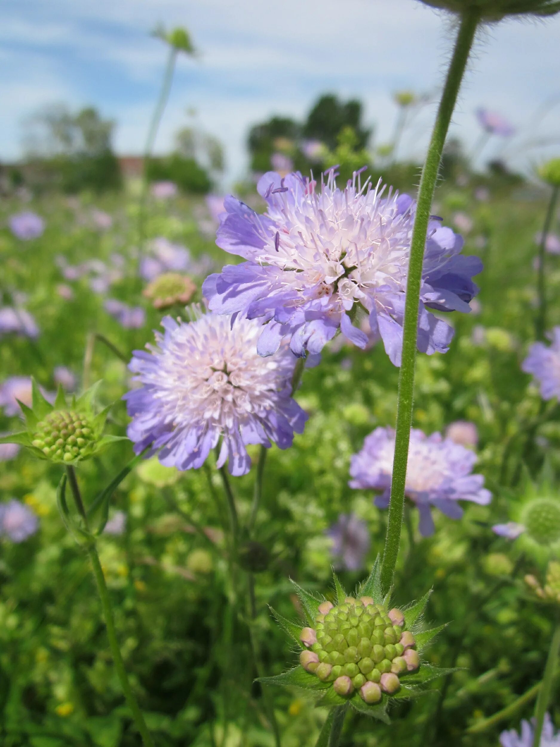 Короставник фото. Короставник полевой (Knautia arvensis). Скабиоза (короставник полевой). Короставник и скабиоза. Короставник Луговой.