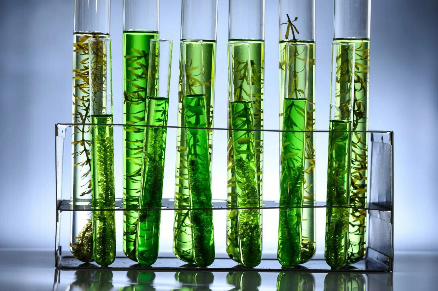 Водоросли в промышленности. Микроводоросли биотопливо. Биотестирование хлорелла. Энергия биотоплива. Algae biofuel.