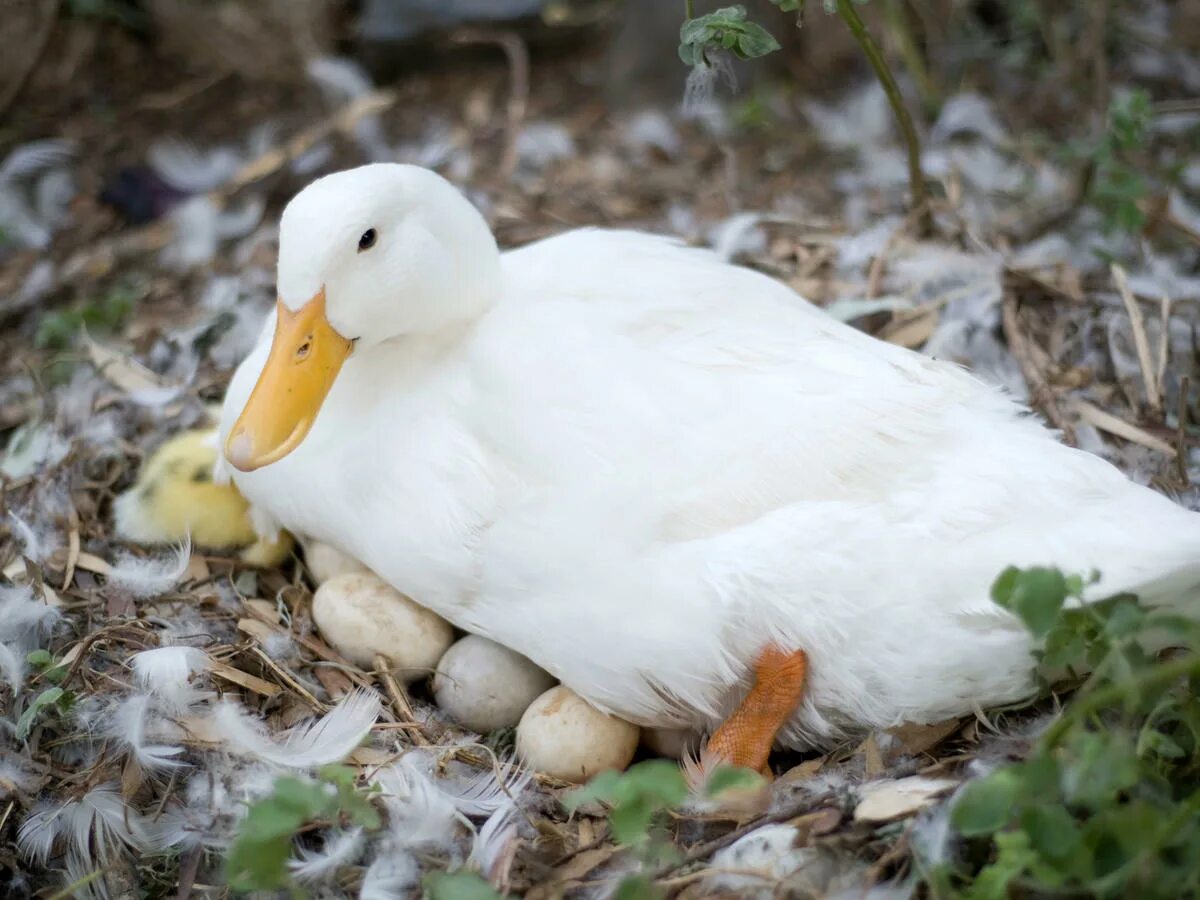 Пекинская утка высиживает яйца. Утка кряква гнездо. Индоутка мускусная утенок. Сколько несут утки. Индоутка высиживает яйца.