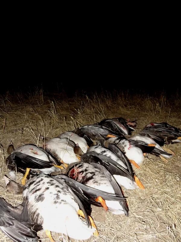 Гусь с горящей головой мем. Лебедь шипун. Лебедь шипун. Как спят гуси ночью. Птицы на озере.