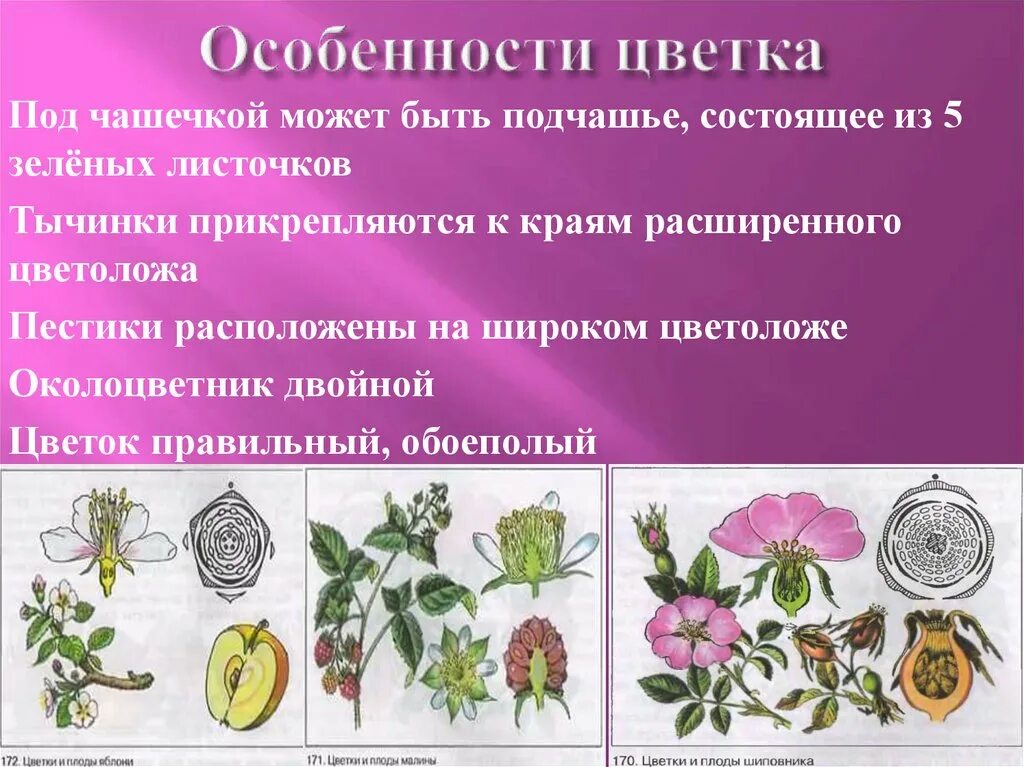 Околоцветник растений семейства розоцветных двойной. Розоцветные органы. семейство розоцветные особенности цветка. семейство розоцветные видоизменения. строение листьев розоцветных.