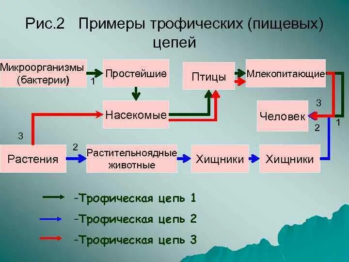 Трофическая пищевая цепь из 10 уровней. Цепь питания микроорганизмов. Трофические Цепочки примеры. Пищевая цепочка с бактериями. Цепочка питания с микроорганизмами.