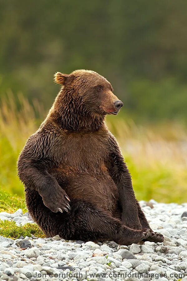медвежонок сидит. медведь сидит картинки. сидячий медведь. апеннинский медведь. медведь.