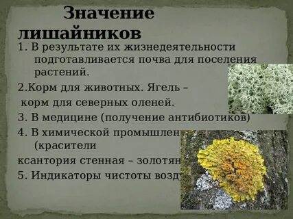 Какой общий признак у растений и лишайников