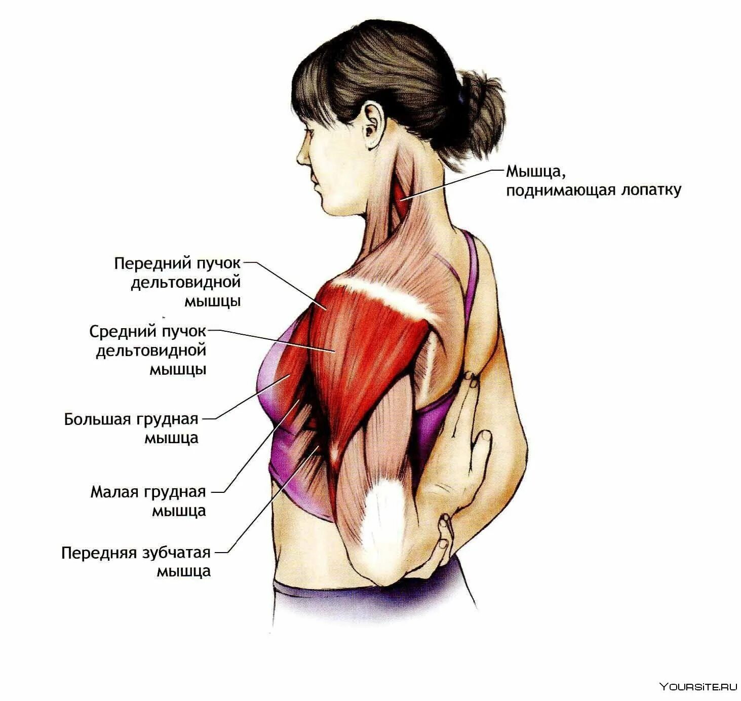 Передние пучки дельтовидных. Дельтовидная мышца плеча. Мышцы спины. Мышца поднимающая лопатку упражнения. Мышцы поднимающие плечо.