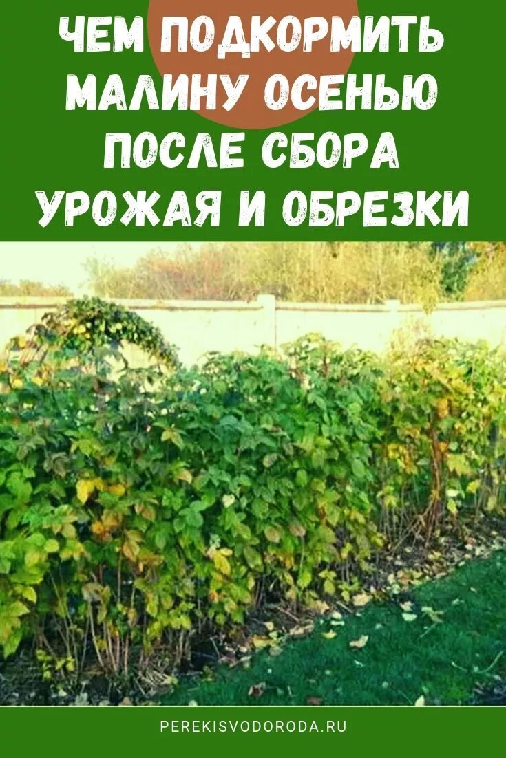 Чем подкормить малину осенью. Удобрение для малины осенью. Осеннее удобрение для малины. Осенняя подкормка малины.