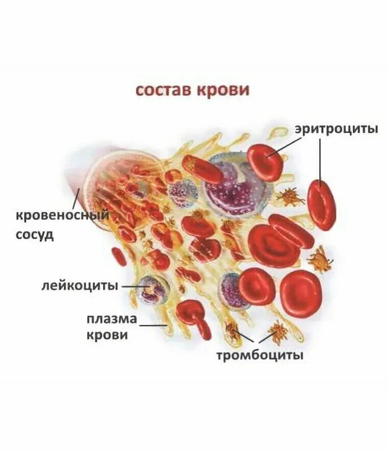 Элементы составляющие кровь. Строение клетки крови. Состав крови анатомия. Кровь эритроциты лейкоциты тромбоциты. Эритроциты лейкоциты тромбоциты рисунок.