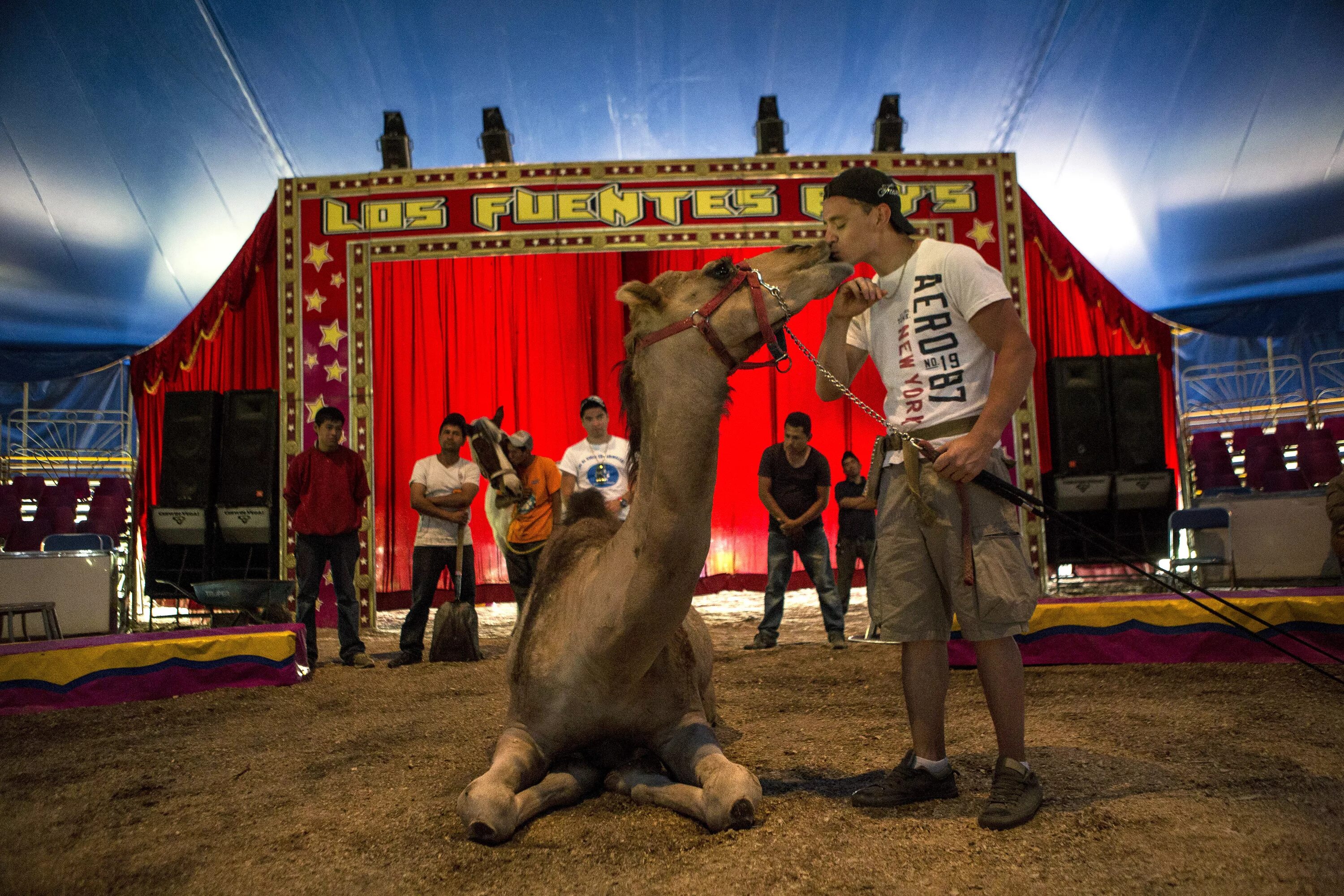 Animals brothers. Мехико цирк. Animals brothers цирк. Лискинский цирк животные. Тропик шоу джамбо цирк.