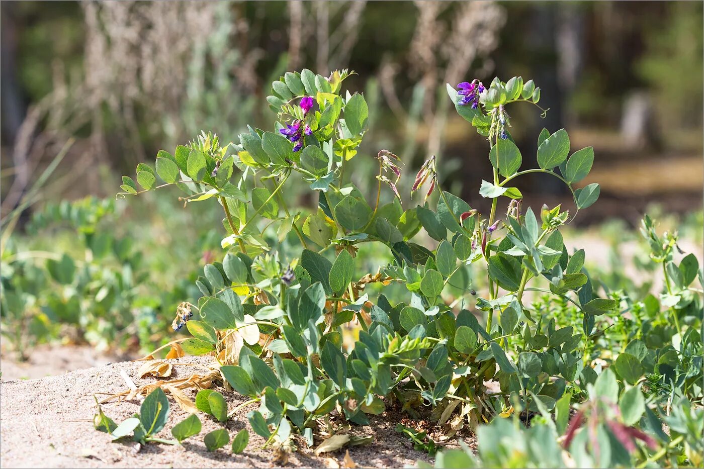 Чина японская. Чина Приморская Lathyrus maritimus. Lathyrus japonicus. Чина японская (Lathyrus japonicus). Растения побережья финского залива.