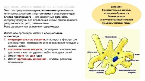 Одноклеточные животные развиваются очень быстро