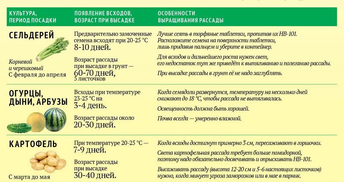 Замачивать ли огурцы перед посадкой. Сроки посадки семян на рассаду и в открытый грунт. Таблица сроков высадки рассады овощей. Сроки посева семян на рассаду. Когда сажать семена на рассаду.