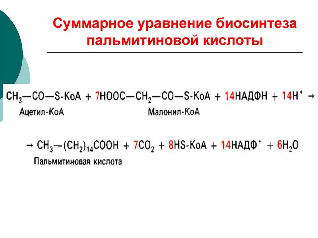 Синтез пальмитиновой кислоты. Синтез пальмитиновой кислоты из малонил КОА. Суммарное уравнение синтеза РНК. Биосинтез пальмитиновой к-ты. Суммарное уравнение.