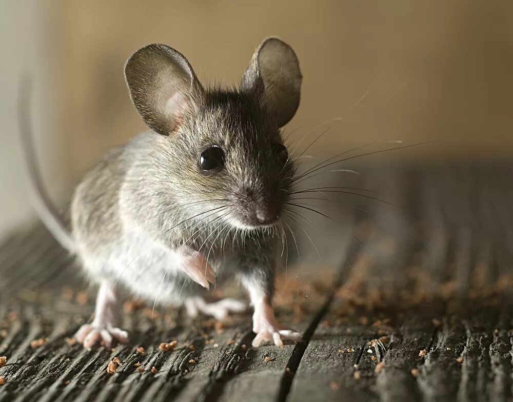 A mouse