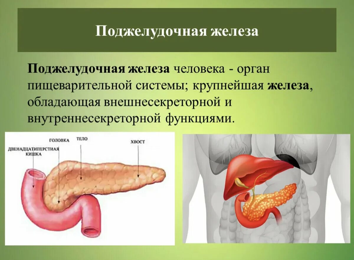 Поджелудочнаяьжедлеза. Поджелудочная железа делится на. Поджелудочная железа pancreas. Поджелудок где находится