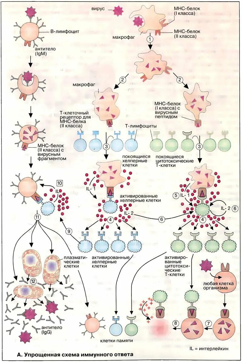Упрощенная схема гуморального иммунного ответа. Схема формирования гуморального иммунного ответа. Общая схема иммунного ответа иммунология. Схема клеточного иммунного ответа. Иммунный ответ выполняют