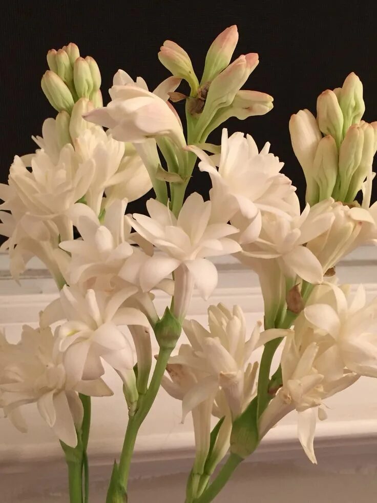 Tuberose. Полиантес Тубероза. Тубероза (Polianthes tuberosa). Тубероза махровая. Тубероза сливочная.