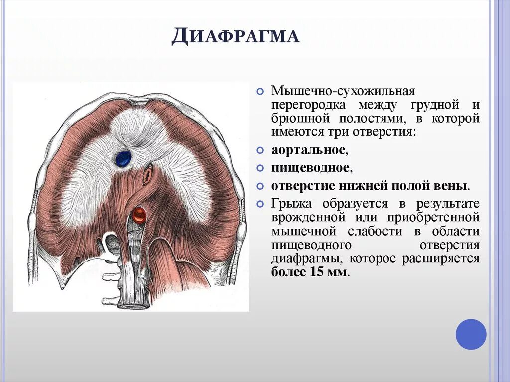 Три отверстия диафрагмы. Аортальное отверстие диафрагмы. Отверстия диафрагмы анатомия. Отдельный отверстие