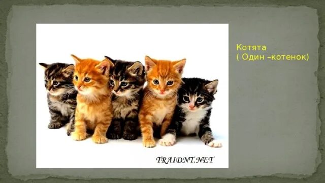 Как зовут детеныша кошки уровень. Один котенок. кошка детеныш как называется. как зовут детёнышей кошки. как зовут детёнышей кошки 97.