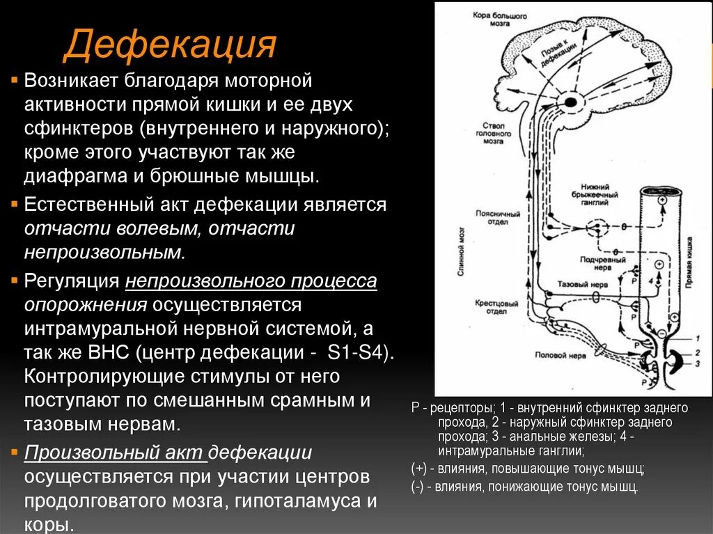 Рефлекторная дуга акта дефекации. Рефлекторная дуга рефлекса дефекации схема. Регуляция акта дефекации. Рефлекторная регуляция акта дефекации.. Сколько сфинктеров