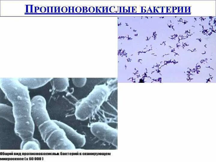 Пропионовые бактерии