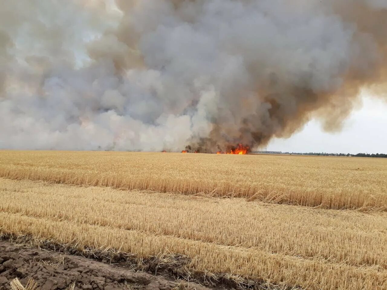 Сжигание полей. Пожары в сельзкохозяйстве. Пожар в поле. Пожары в сельском хозяйстве. Пожар на пшеничном поле.