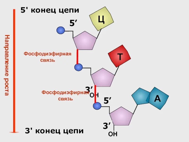 Разрывы цепи днк. 3 5 Фосфодиэфирная связь ДНК. Фосфодиэфирная связь в РНК. Фосфодиэфирная связь в нуклеиновых кислотах. Фосфодиэфирные связи между нуклеотидами.