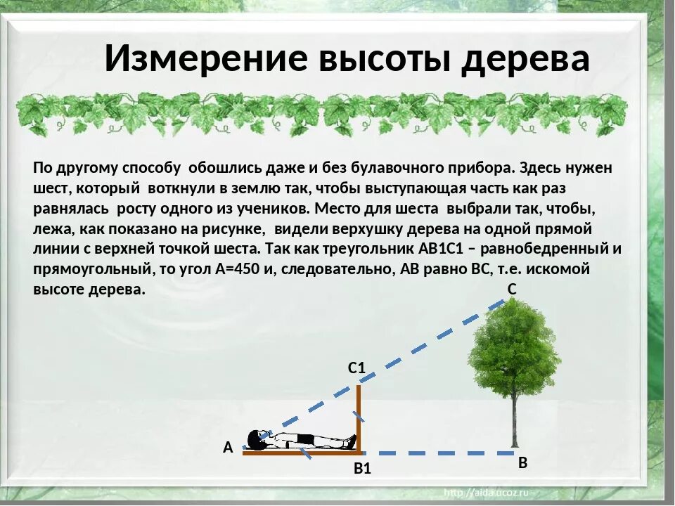 Расположение относительно других объектов. Как измерить высоту дерева. Измерение высоты дерева. Как вычислить высоту дерева. Способы измерения высоты дерева.