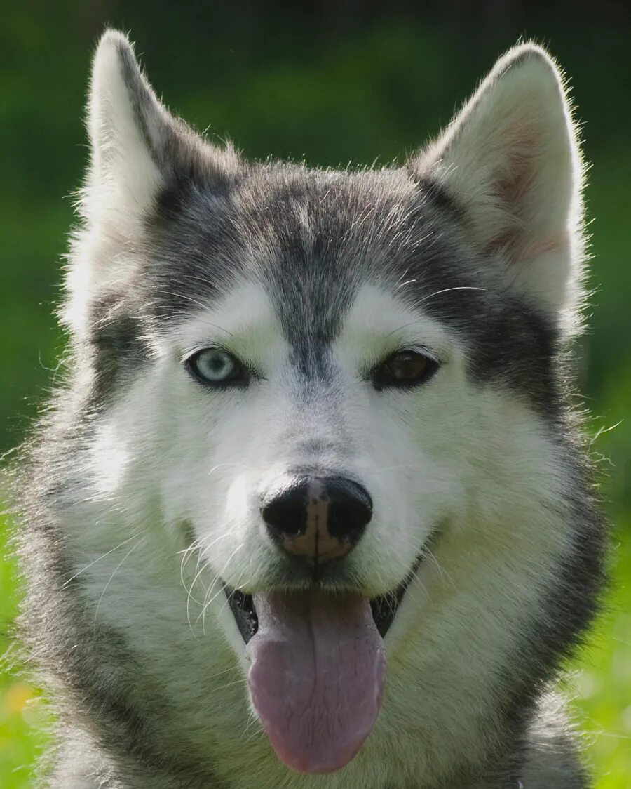 хаски гетерохромия. у какой собаки разные глаза. у какой собаки разные глаза. хаски разноглазые. гетерохромия глаз у хаски.
