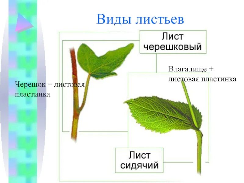 Черешковые сидячие влагалищные листья. Тип листа 1) черешковый 2) сидячий. Строение листа сидячий и черешковый. Черешок листа.