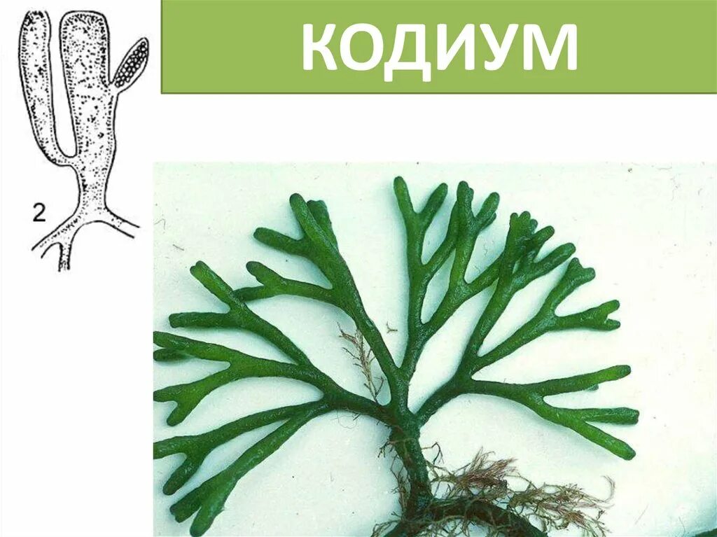 Водоросли огэ. Кодиум водоросль. Кодиум червеобразный (codium vermilara). Codium Тип таллома. Кодиум водоросль рисунок.