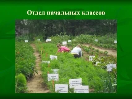 На опытном участке выращивают