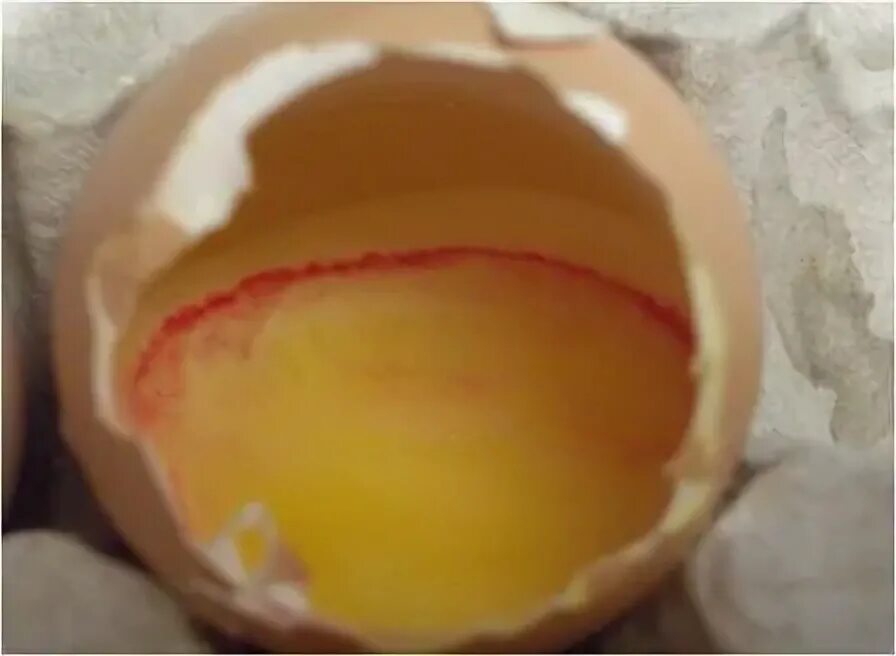 Кровь в яйцах кур. Овоскопирование куриных яиц кровяное кольцо. Инкубация яиц кровяное кольцо.