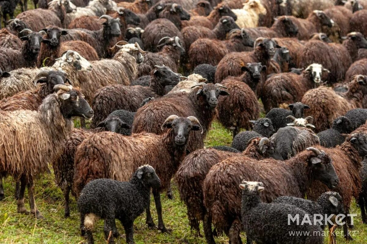 Бараны в крае купить. Балбас порода овец. Джайдара порода овец. Баран карачаевской породы. Карабахская порода овец.