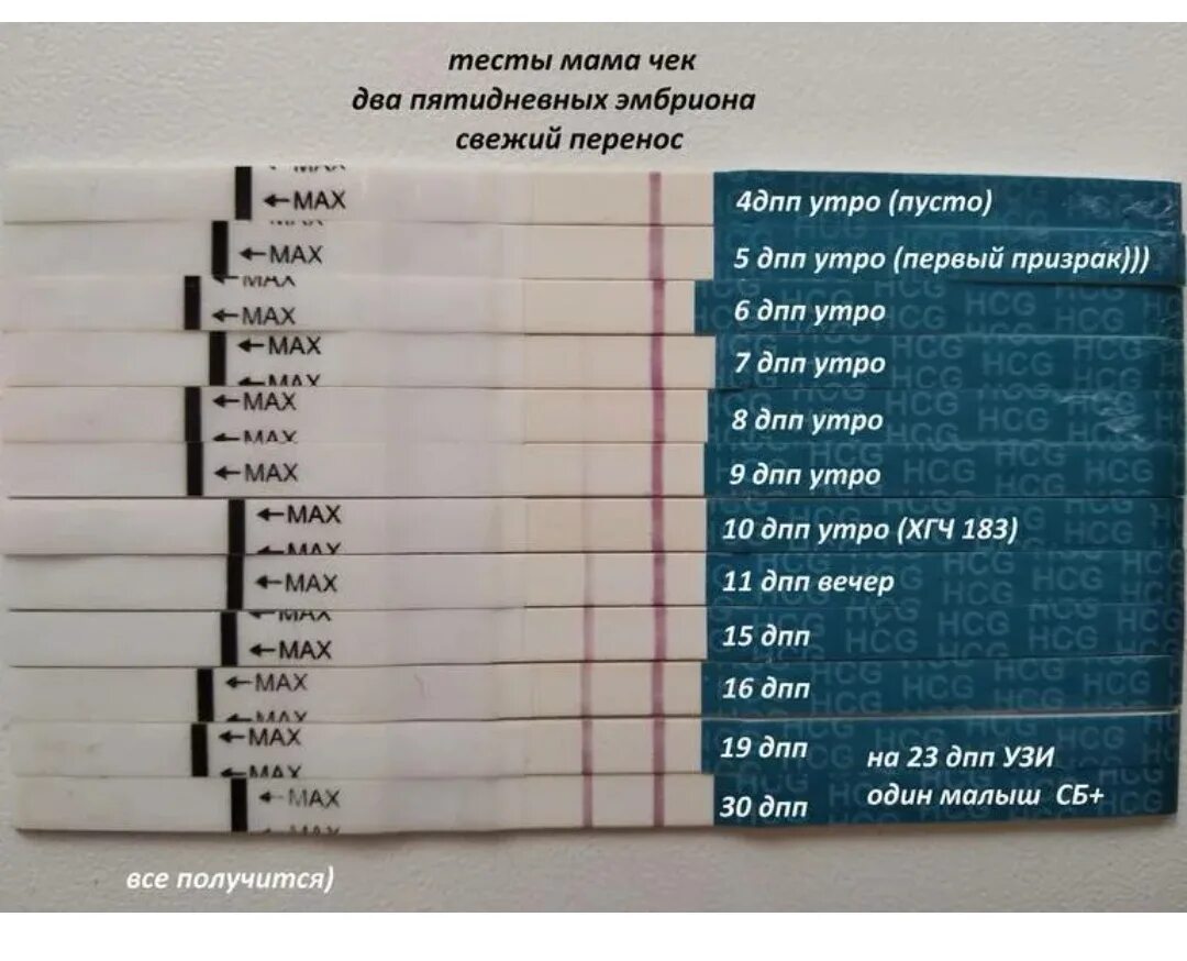 Тесты результат сразу. Тест на беременность 8 ДПП пятидневок. Тесты на беременность после криопереноса по дням. Тесты на беременность на 5 ДПП эмбрионов. Тест на беременность 5 дней после подсадки.