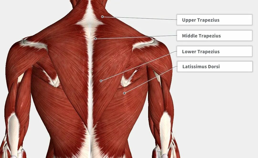 мускул напрягающей широкую фасцию бедра. мышцы иллюстрация. крепатура мышц. сокращение мышц. мышечный напряг.