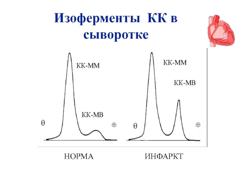 Кфк кк. Креатинкиназа изоферменты биохимия. Креатинфосфокиназа изоферменты. Креатинкиназа катализирует реакцию. Креатинфосфокиназа реакция.