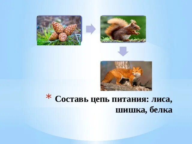 Цепь питания с белкой. Пищевая цепочка в лесу. Белка цепь питания. Цепь питания с белкой. Пищевая цепь тайги 4 класс окружающий.
