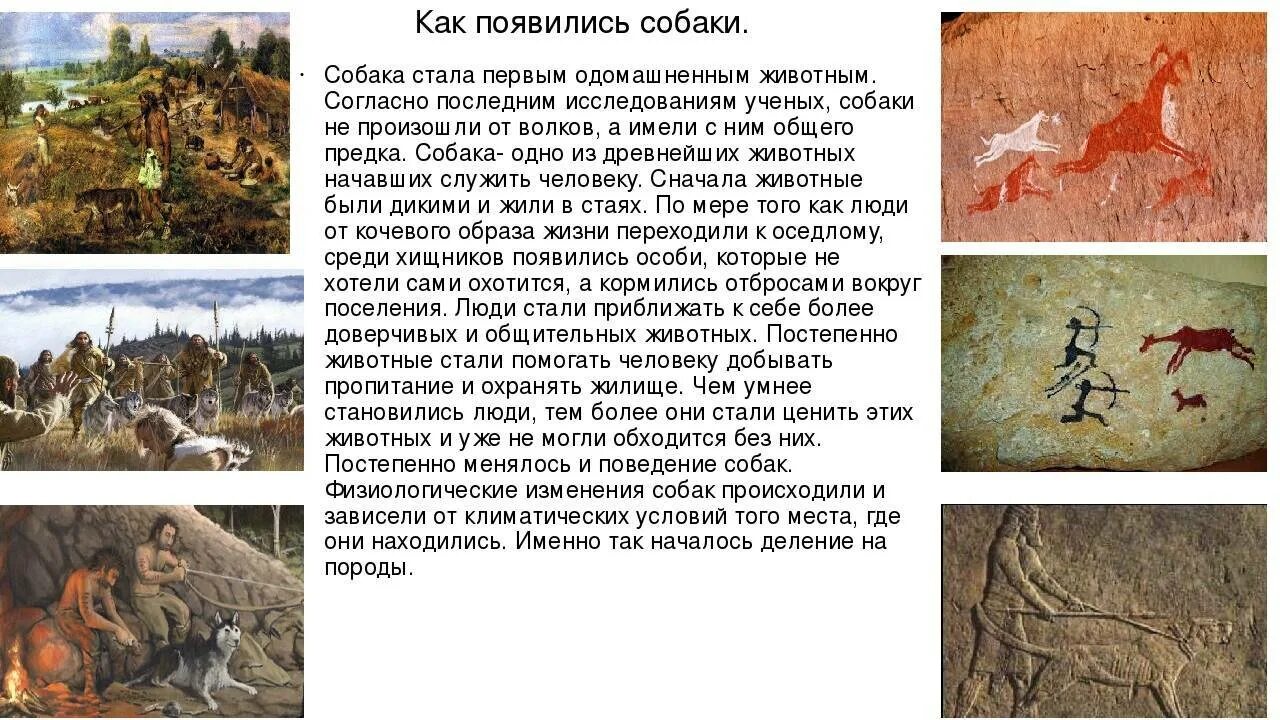 Откуда появилось животное. Происхождение собак. Какие животные появились первыми на земле. Появление собак на земле. Как появились собаки.